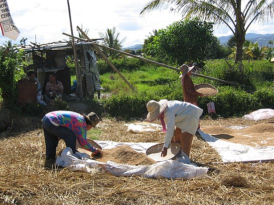 Workers in a paddy field in Kampung Tinompok (Tinompok Village). 100 0093 Paddy Fields Tinompok.JPG