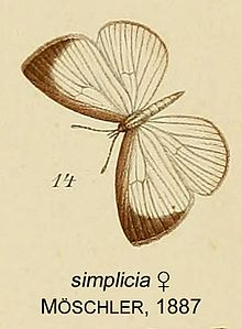 14-Liptena simplicia Möschler, 1887. JPG