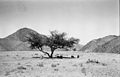 Ababdas im Wadi Ghamis (1961)