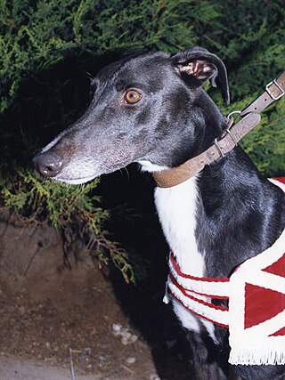 <span class="mw-page-title-main">1993 English Greyhound Derby</span>