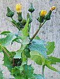 Miniatura para Sonchus oleraceus