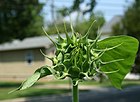 2008-08-02 Closed sunflower.jpg