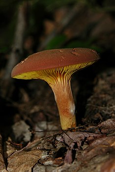 2010-09-07 Phylloporus leucomycelinus Şarkıcı 103301.jpg