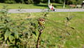 Blutrote Heidelibelle, Weibchen, am Vogelstangsee