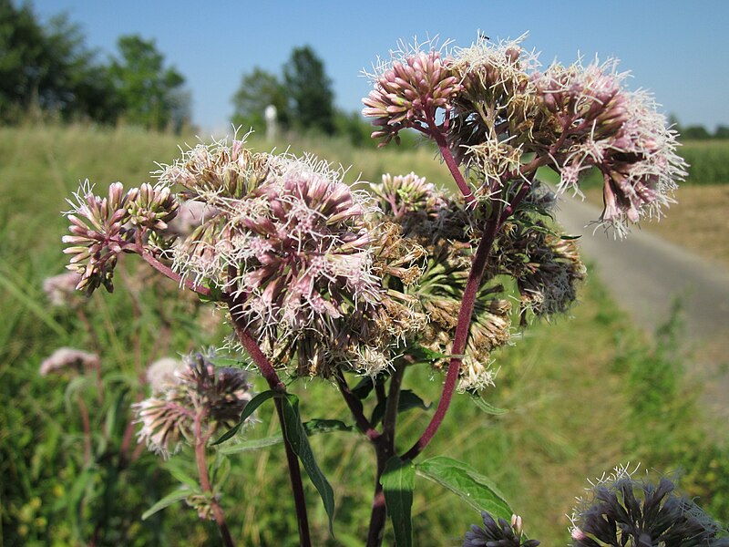 File:20120726Eupatorium cannabinum5.jpg