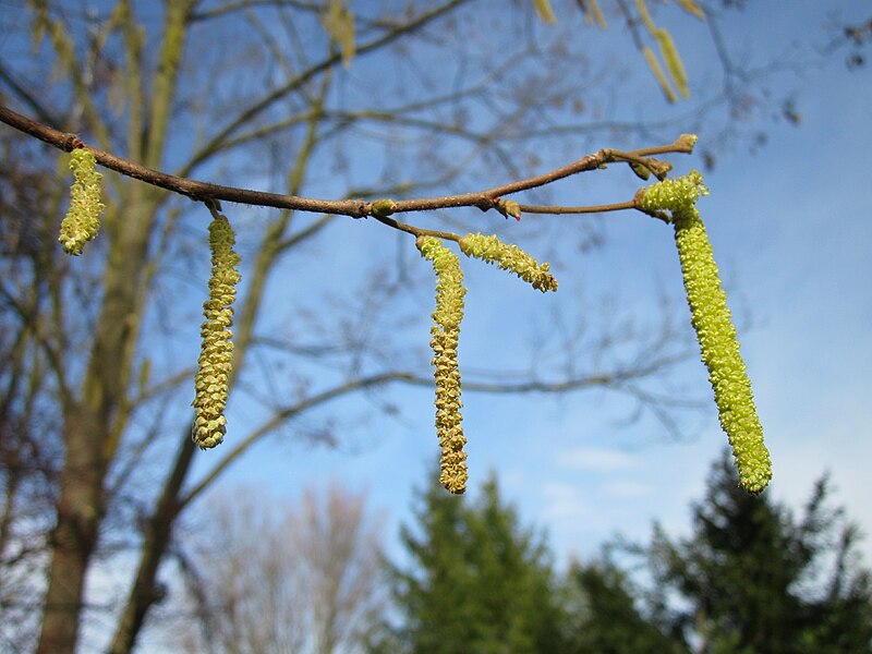 File:20130131Corylus avellana02.jpg