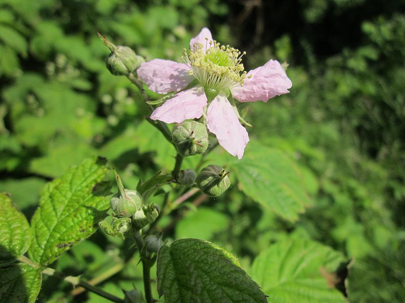 File:20130528Wildrose Reilingen01.jpg