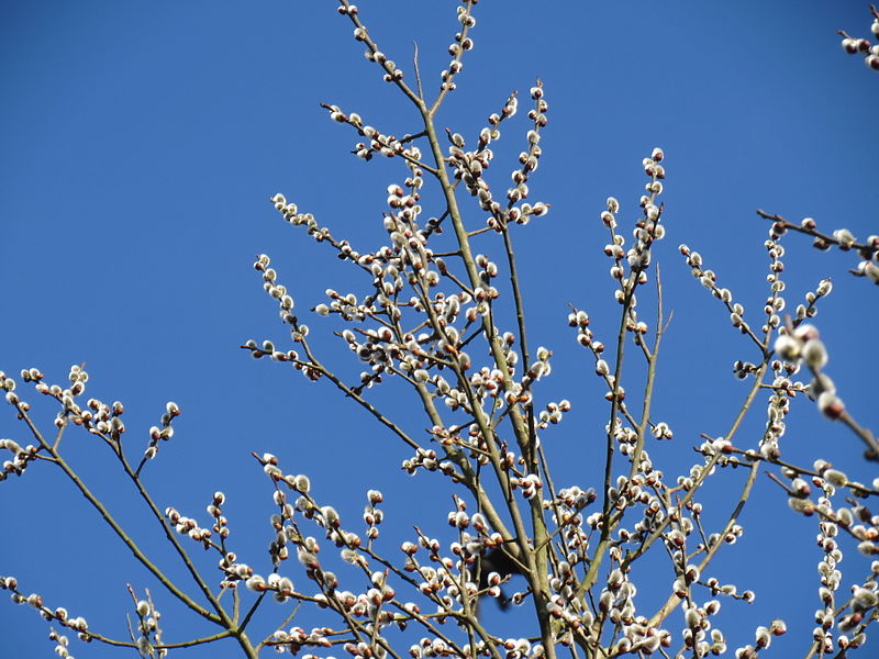 File:20140224Salix caprea2.jpg