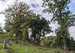 Die 3 Burgeichen am Burgberg