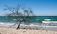 Die Ostsee holt sich regelmäßig Bäume am Weststrand nördlich Ahrenshoop.