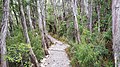 Cradle Mountain, Rundweg am Dove Lake