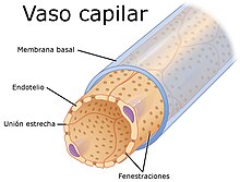 2614 Fenestrated Capillary esp.jpg