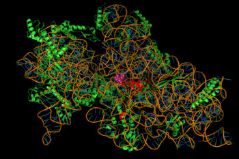 Streptomycin in complex with a bacterial ribosome. X-ray crystallographic structure of the 30S ribosomal subunit with bound drug (purple, space-filling model, at center) protein secondary structure elements such as alpha-helices in bright green, and the RNA phosphodiester backbone shown in orange (and the ladder of base pairs in dark green and blue) 30S streptomycin complex.png