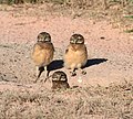 * Nomination Three young Burrowing Owls --Berrucomons 18:14, 17 February 2010 (UTC) * Promotion Very nice juvenile owls --George Chernilevsky 18:31, 17 February 2010 (UTC)