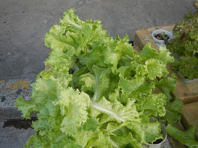 File:9687Lettuce Rizal 06.jpg