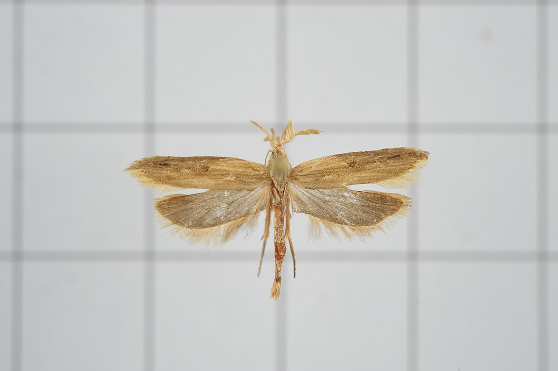 Paralida triannulata