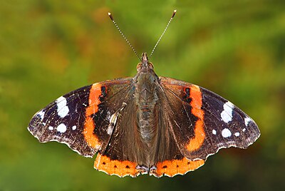 Foto van een Atalanta