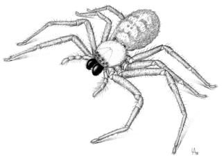 <i>Delena cancerides</i> Species of spider