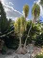 Variegated specimen—in Mounts Botanical Garden