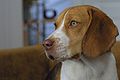 A beagle focused.jpg