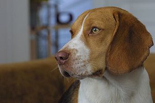 Portrait d'un beagle bicolore. (définition réelle 800 × 533)