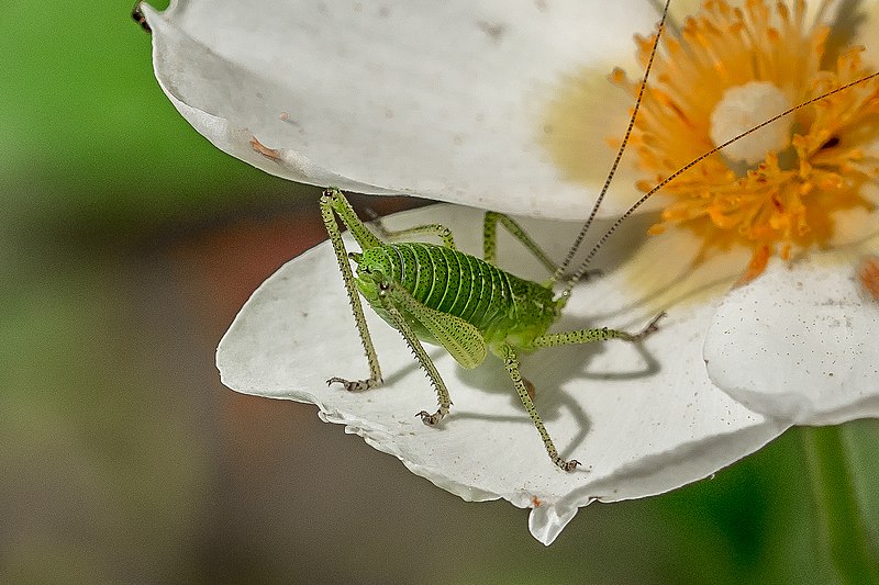 File:A beautiful bug -Specled bush-cricket) (17603182762).jpg