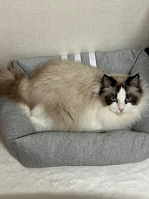 Ragdoll