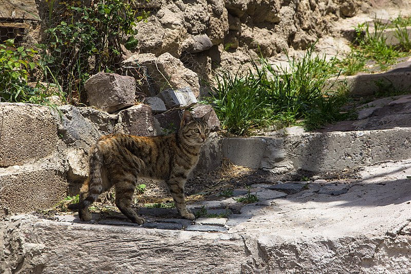 File:A feral cat in Ürgüp, Turkey, May, 2015.jpg