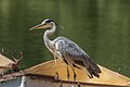 * Nomination A grey heron (Ardea cinerea) on a boat --Alexis Lours 09:44, 15 November 2021 (UTC) * Promotion Good quality. --Peulle 10:44, 15 November 2021 (UTC)