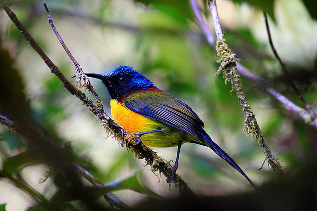 File:Abhishek532_GreenTailedSunbird.jpg