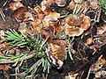 Cone scales and seeds; North Cascades National Park, Washington