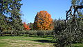 Abraham Nichols Park maple tree.JPG