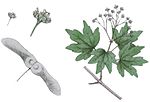 Vignette pour Aceraceae
