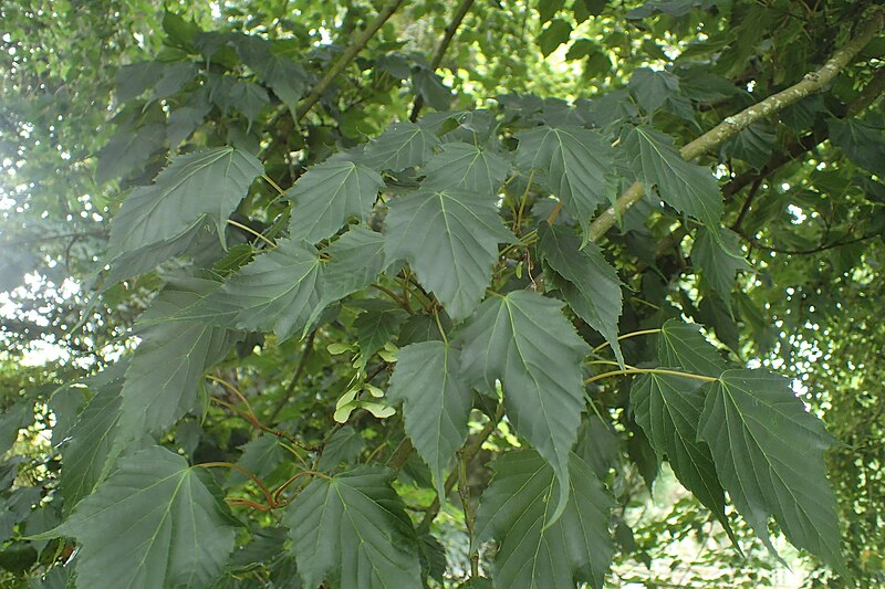 File:Acer rubescens kz02.jpg