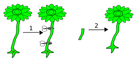 File:Acetabularia Versuch4.svg