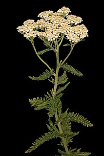 <i>Achillea millefolium</i> Species of plant