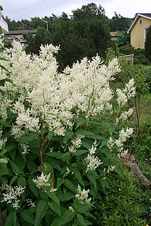 <i>Koenigia × fennica</i> Species of flowering plant
