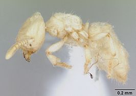 Acropyga smithii