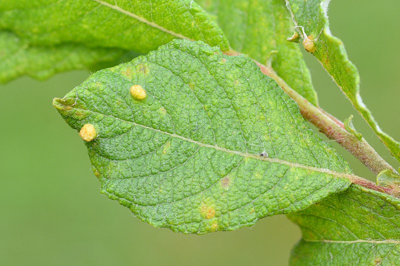 File:Aculus laevis on Salix cfr cinerea (31770516832).jpg