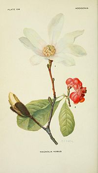 Addisonia (PLATE 108) (8591362389).jpg