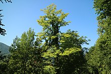 Robinia Alien of the year 2019 in Austria