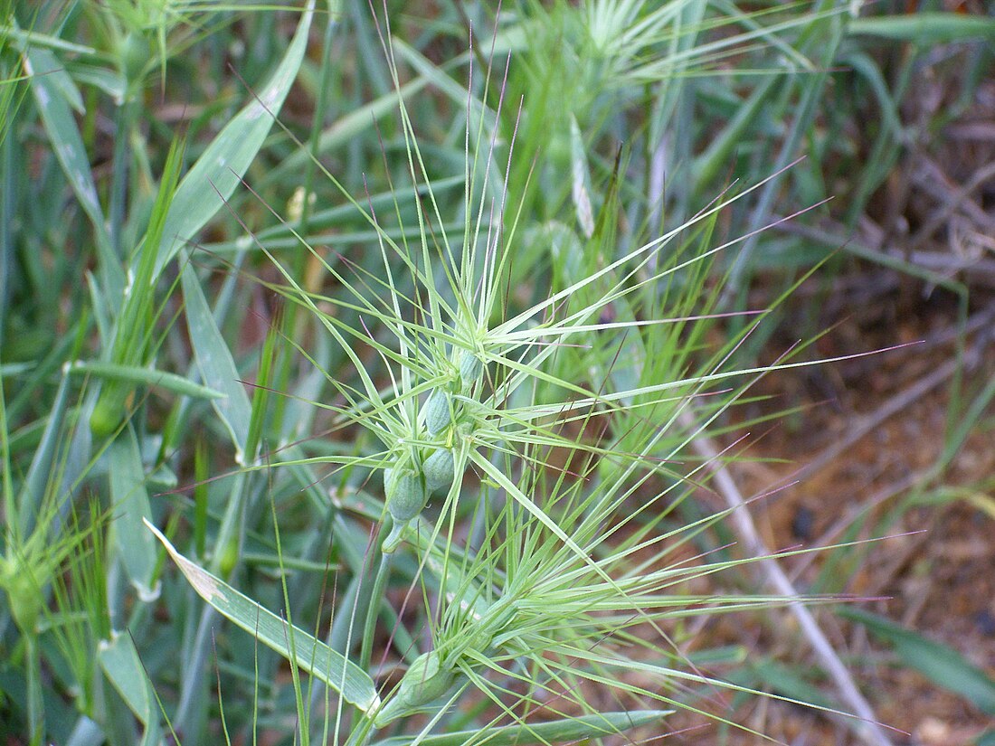 山羊草属