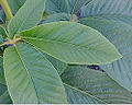 California buckeye (شاه‌بلوط آمریکایی) leaves