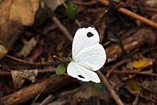 Afrika yog'och oq flip flop (Leptosia alcesta inalcesta) .jpg