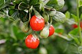 African boxthorn fruit03.jpg