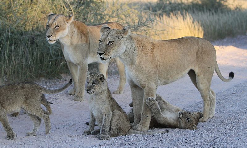 File:African lion, Panthera leo at Kgalagadi Transfrontier Park, Northern Cape, South Africa (33994615293).jpg