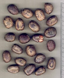 AfzeliaXylocarpaSeeds.jpg