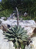 Thumbnail for Agave margaritae