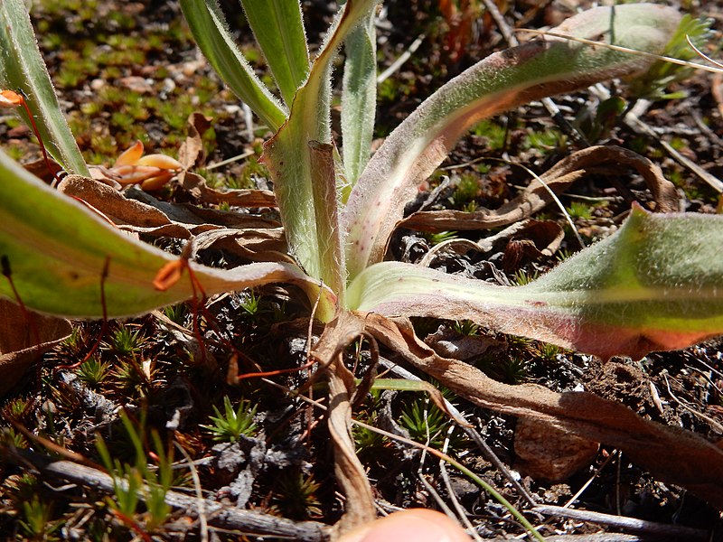 File:Agoseris glauca var. dasycephala - pale agoseris - Flickr - Matt Lavin.jpg