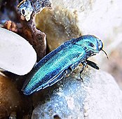 Agrilus cyanescens natur.jpg